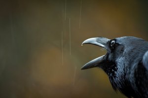 black crow, beak open